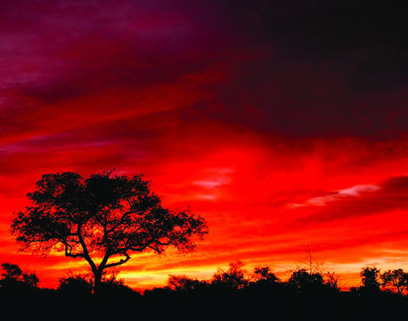 Sunset Krüger National Park, Sydafrika africa tours