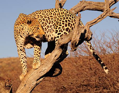 Leopard, Krüger National Park, Sydafrika africa tours