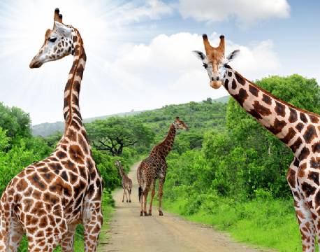 Giraffer, Krüger National Park, Sydafrika africa tours