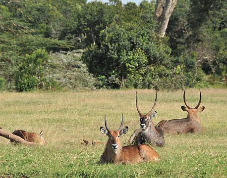 Sweetwaters kenya africa tours