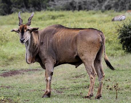 Aberdare højlandet kenya africa tours