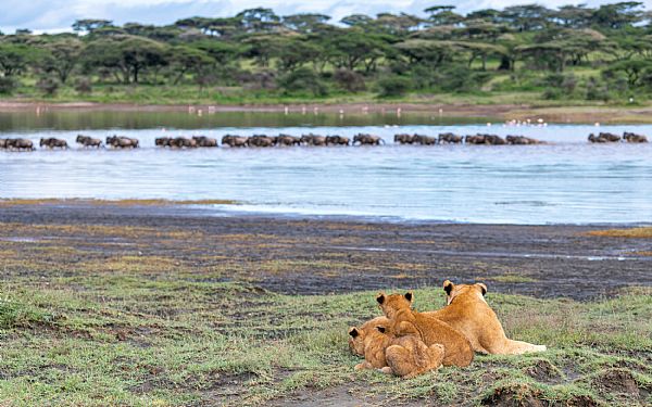 Ndutu-omrdet, sdra Serengeti
