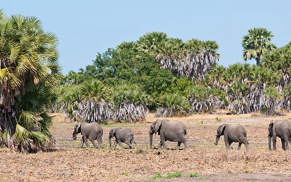 Nyerere National Park