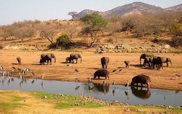 Ruaha National Park
