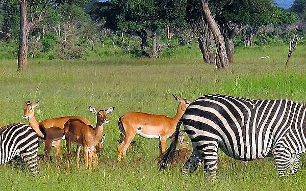 Mikumi National Park