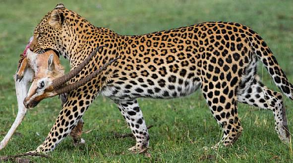 Safariresor i Afrika